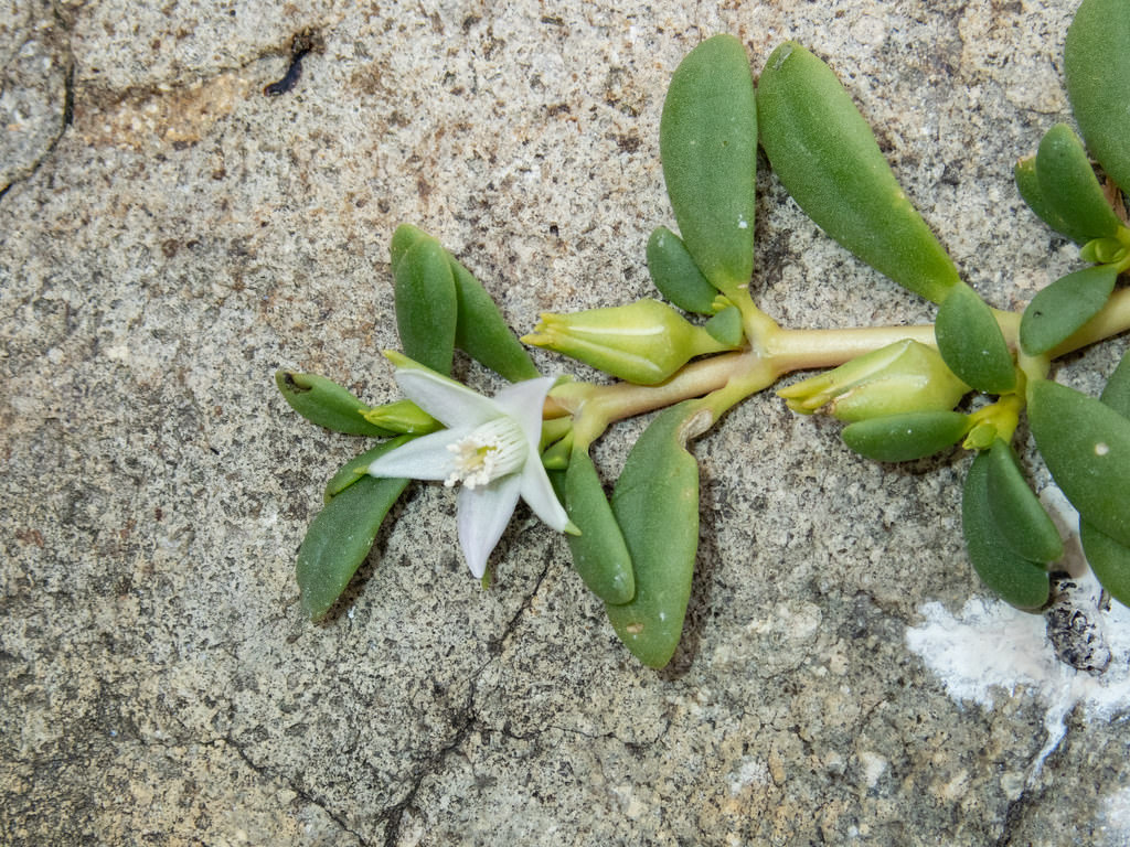 Sesuvium portulacastrum